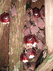 Aristolochia arborea