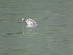 Podiceps nigricollis