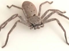 Isopeda canberrana