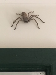 Isopeda canberrana