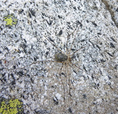 Mitopus glacialis