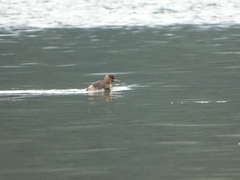 Podiceps nigricollis