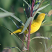 Yellow Warbler - Photo (c) Jamie Chavez, some rights reserved (CC BY-NC)