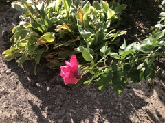Magnoliopsida