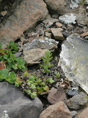 Crassula mataikona