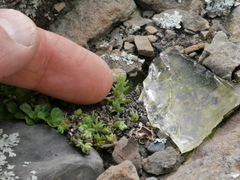 Crassula mataikona