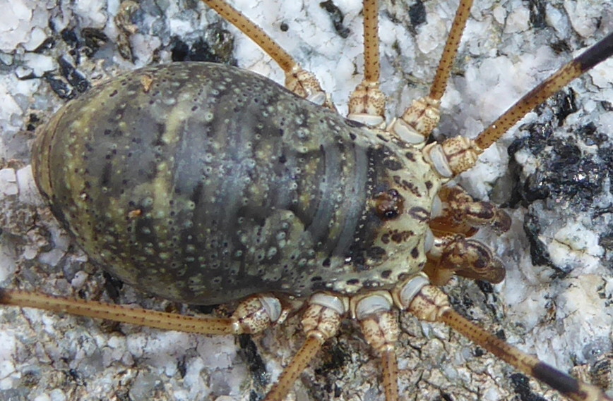 Mitopus