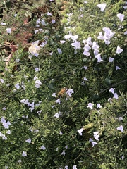 Apis mellifera