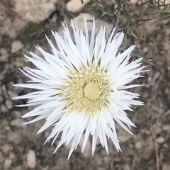 Plectocephalus chilensis