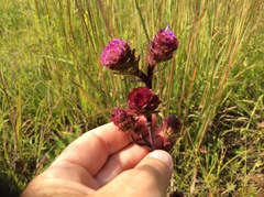 Liatris scariosa