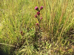 Liatris scariosa