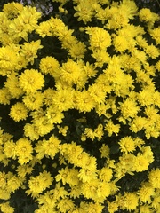 Chrysanthemum