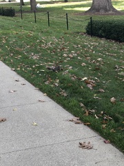 Sciurus carolinensis