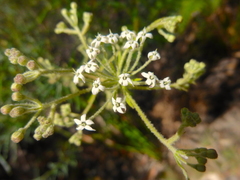 Astrotricha asperifolia
