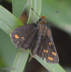 Taractrocera ceramas