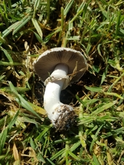 Agaricus