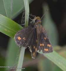 Taractrocera ceramas