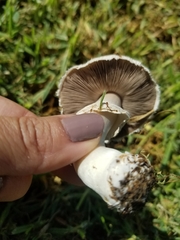 Agaricus