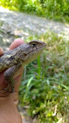 Sceloporus albiventris