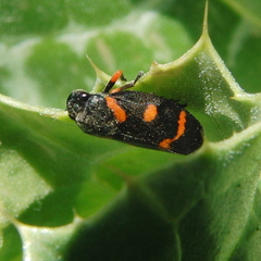 Cercopis intermedia