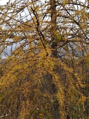 Larix laricina