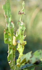 Macrorrhinia endonephele