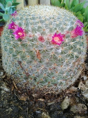 Mammillaria flavicentra