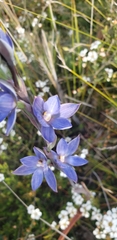 Thelymitra aristata
