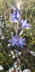 Thelymitra aristata