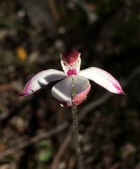 Caladenia gracilis
