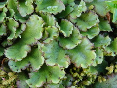Marchantia polymorpha montivagans