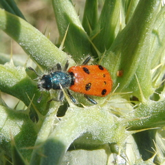 Trichodes octopunctatus