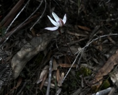 Caladenia gracilis