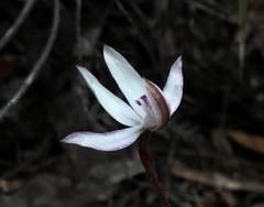 Caladenia gracilis