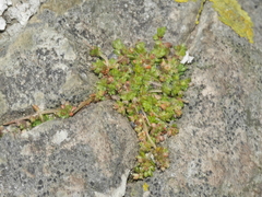 Crassula mataikona