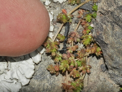 Crassula mataikona