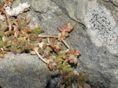 Crassula mataikona