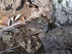 Anaxyrus boreas halophilus