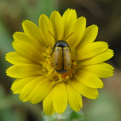 Cryptocephalus rugicollis