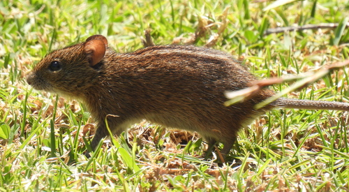 Mesic Four-striped Grass Rat (Rhabdomys dilectus)