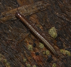 Caseyidae