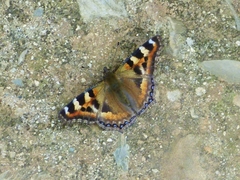 Aglais caschmirensis