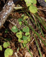 Desmodium rotundifolium