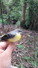 Motacilla cinerea patriciae
