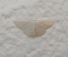 Scopula benitaria
