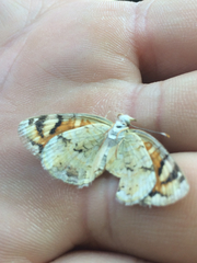 Phyciodes picta