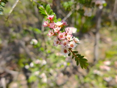 Thryptomene calycina