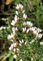Erica scabriuscula