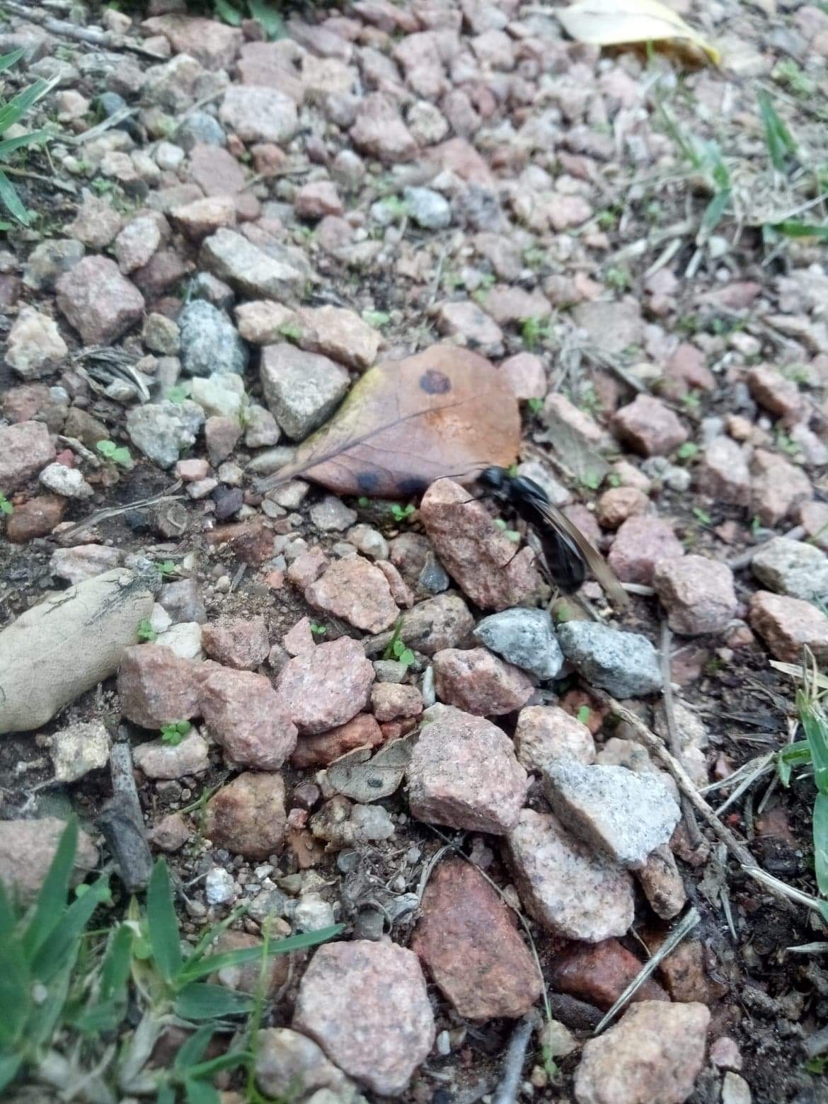Camponotus vagus