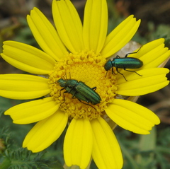 Psilothrix viridicoerulea